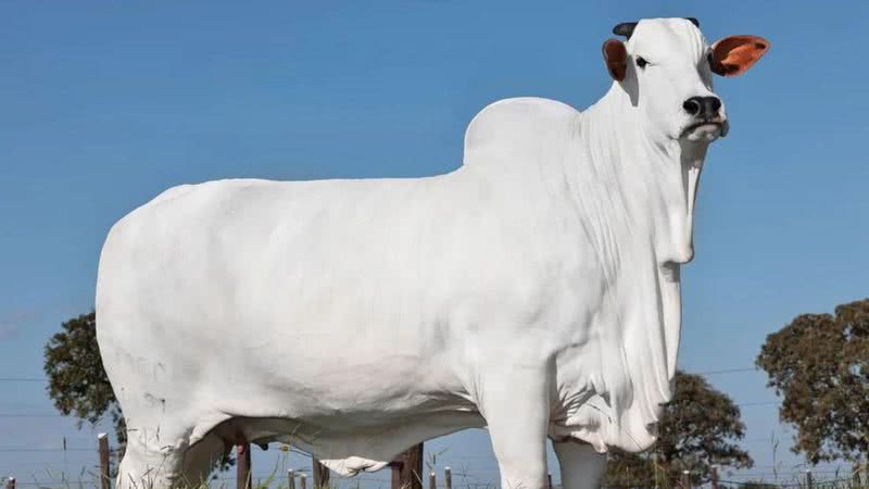 A vaca leiloada - Divulgação / Casa Branca Agropastoril