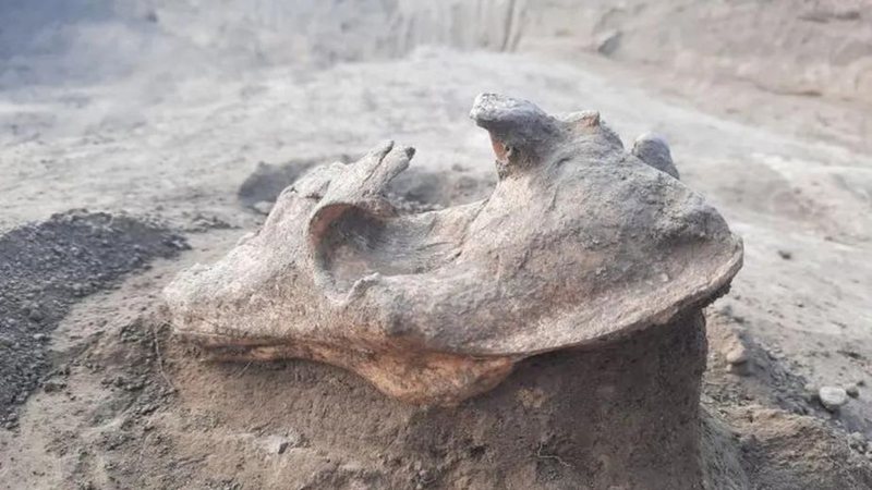 Crânio de lobo encontrado na Romênia - Divulgação / BS Szmoniewski