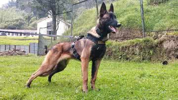 O cão Wilson - Divulgação / Forças Militares da Colômbia