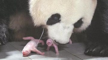 Panda com seus dois filhotes - Divulgação / vídeo / Youtube