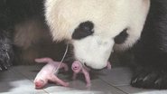Panda com seus dois filhotes - Divulgação / vídeo / Youtube