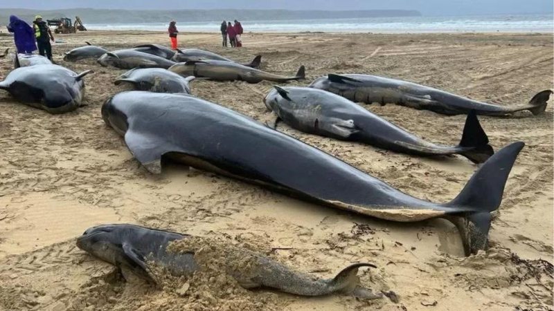 Animais morreram após encalharem na praia - Divulgação / British Divers Marine Life Rescue