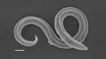 O verme da espécie Panagrolaimus kolymaensis, que foi descongelado - Divulgação / PLOS Genetics