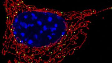 Mitocôndrias (em vermelho) são encontradas na maioria das células - Divulgação / NICHD/U. Manor