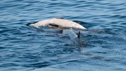 Mãe baleia ao lado de seu filhote morto - Gorka Ocio/verballenas.com