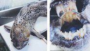 Peixe com dentes encontrado no oceano - Divulgação/Instagram/@rfedortsov