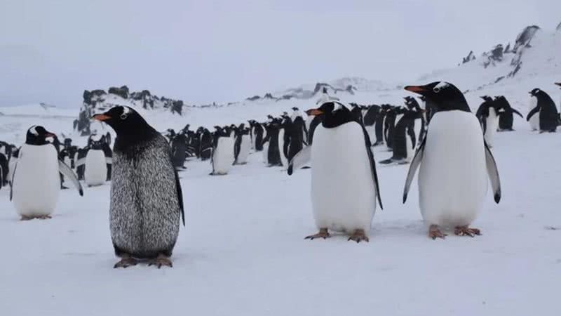 Pinguim com aparência incomum foi encontrado na Antártica - Divulgação/Nigro et al