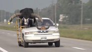 Motorista levou touro em carro - Divulgação/vídeo/G1