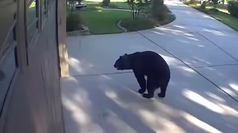 Urso durante visita à residência - Divulgação/vídeo/Wesh 2 News