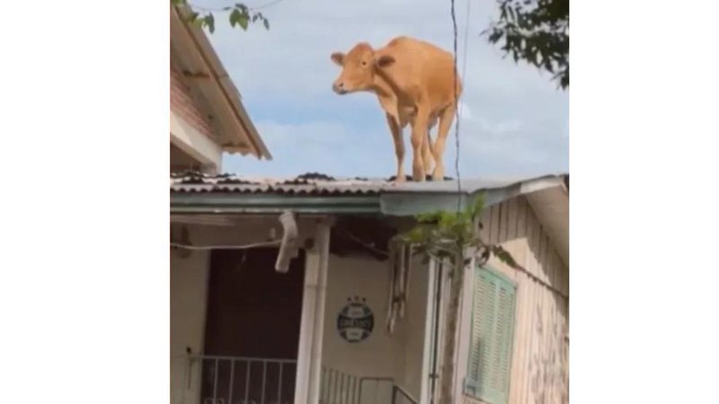 Vaca foi parar sobre telhado após passagem de ciclone - Divulgação/RBS TV