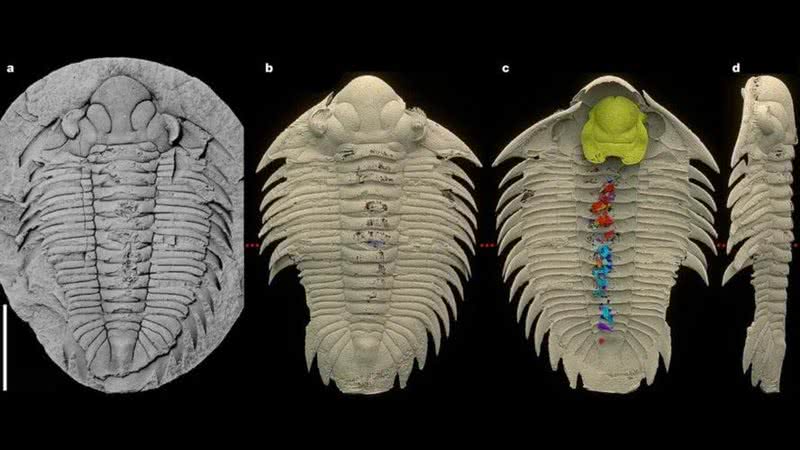 Artrópode Bohemolichas incola - Divulgação/Ahlberg et al
