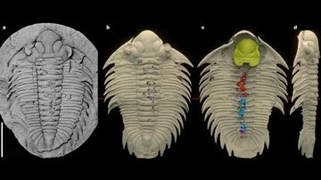 Artrópode Bohemolichas incola - Divulgação/Ahlberg et al