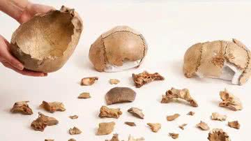 Restos humanos indicam prática de canibalismo na Europa há 15 mil anos - Divulgação/The Trustees of the Natural History Museum