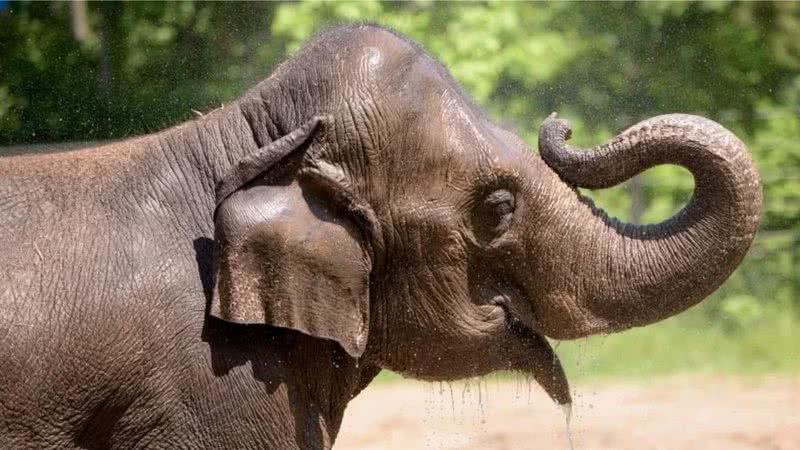 A elefanta Rani - Divulgação/Facebook/St. Louis Zoo