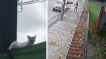Gata foi jogada pelo muro de uma residência - Divulgação/vídeo/G1