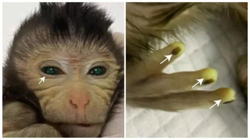 Macaco quimera nascido na China - Divulgação/Cao et al.