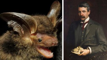 Morcego raro encontrado; à direita o naturalista inglês Michael Rogers Oldfield - Divulgação/Vinícius C. Cláudio/Fiocruz/Promasto e John Ernest Breun/Wikimedia Commons