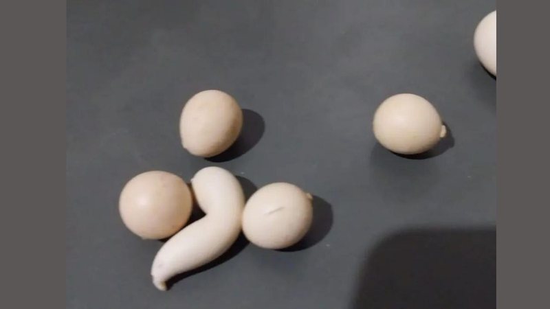 Ovos em formatos peculiares botados por galinha garnisé - Divulgação/Júlio César