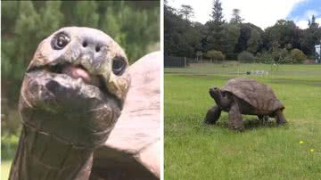A tartaruga Jonathan - Divulgação/Guinness World Records