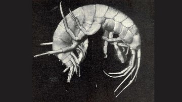 Na imagem, um Echinogammarus marinus - Divulgação/eol.org