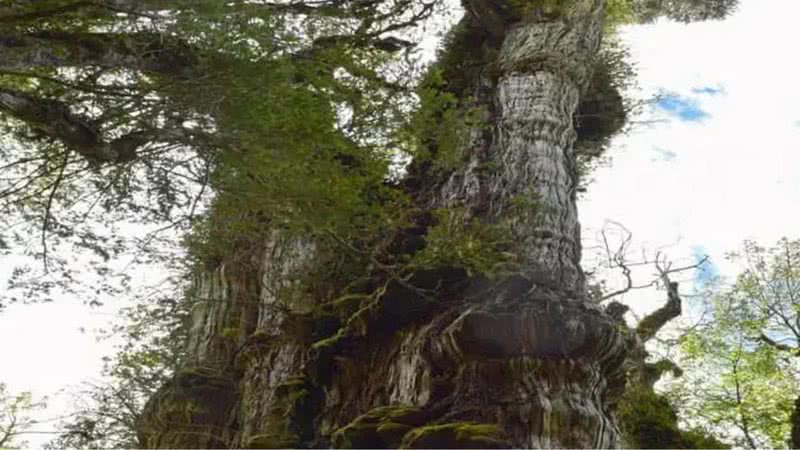 'Bisavô', a árvore mais antiga do mundo, encontrada no Chile - Divulgação