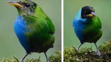 Saí-verde meio macho, meio fêmea - Divulgação