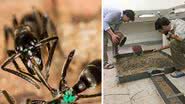 Formigas da espécie M. analis foram estudadas pelos pesquisadores - Divulgação/Erik Frank/University of Wuerzburg