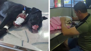 A cadela Dakota (à esquerda) doando sangue para o cão intoxicado (à direita) - Divulgação/Polícia Civil