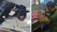 A cadela Dakota (à esquerda) doando sangue para o cão intoxicado (à direita) - Divulgação/Polícia Civil