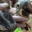 Filhote de arara-azul-grande em Minas Gerais - Diivulgação - FPMZB/PBH