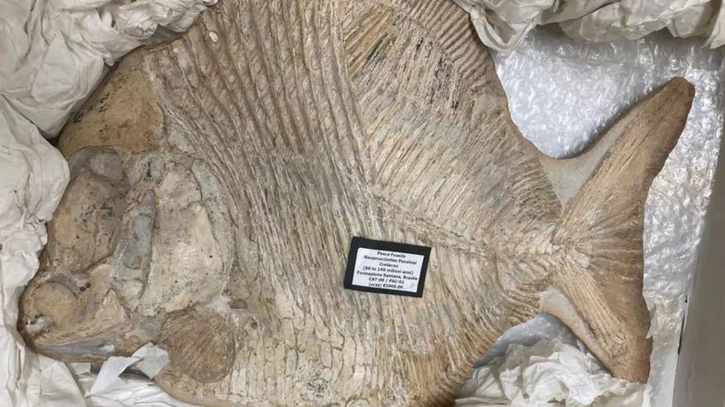Fóssil de peixe descoberto depois de 100 milhões de anos no Brasil - Divulgação/Reprodução - MPF