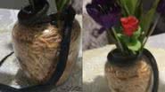 Imagens do vídeo em que a cobra está no vaso - Reprodução/Vídeo/UOL