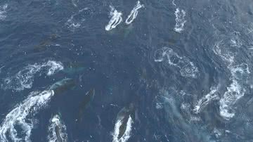 Baleias-comuns achadas na Ilha Elefante, Antártica - Divulgação/ Youtube Canal The Guardian