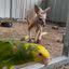Imagem com o canguru que fugiu e um dos papagaios que o casal cuida em seu lar