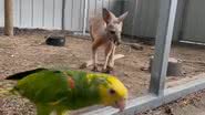 Imagem com o canguru que fugiu e um dos papagaios que o casal cuida em seu lar - Divulgação/ Youtube/ WBRZ