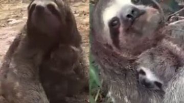 Imagens do reencontro entre mãe e filhote preguiça - Reprodução/Vídeo/Twitter