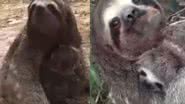 Imagens do reencontro entre mãe e filhote preguiça - Reprodução/Vídeo/Twitter