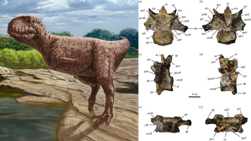 Ilustração feita sobre como seria a espécie e o fóssil achado no deserto do Saara - Divulgação/ Royal Society Open Science