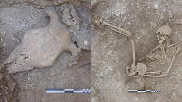 Ossos humanos e crânio de vaca achados pelos arqueólogos ingleses - Divulgação/ Universidade de Bournemouth