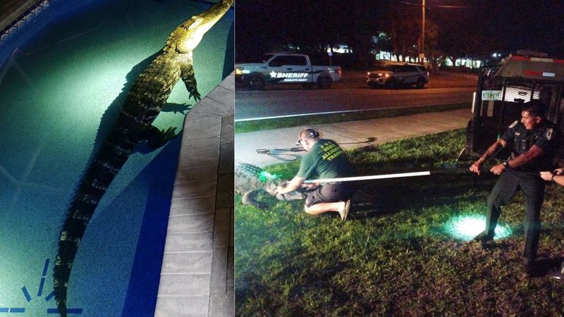 Resgate de crocodilo em piscina na Flórida - Divulgação/Gabinete do Xerife do Condado de Charlotte