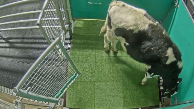 Uma vaca utiliza o MooLoo - Divulgação / BBC