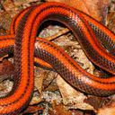 Cobra vermelha descoberta no Paraguai - Divulgação/Jean-Paul Brouard
