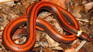 Cobra vermelha descoberta no Paraguai - Divulgação/Jean-Paul Brouard