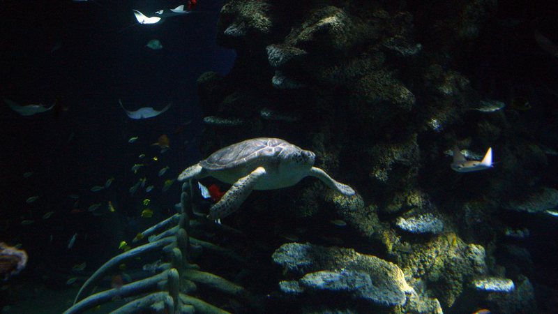Registro de animais marinhos - Getty Images