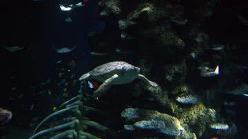 Registro de animais marinhos - Getty Images