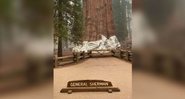 Sequoia gigante coberta com papel alumínio - Divulgação / Sequoia National Park