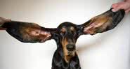 Lou, a cadelinha com as maiores orelhas do mundo - Divulgação / Guinness World Records