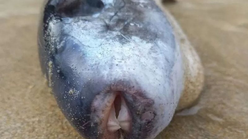 Baiacu oceânico encontrado em praia do Reino Unido - Divulgação / Constance Morris