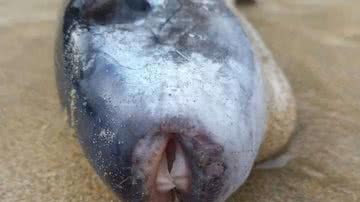 Baiacu oceânico encontrado em praia do Reino Unido - Divulgação / Constance Morris