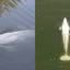 Imagens da baleia beluga no rio Sena, capturadas pelo drone
